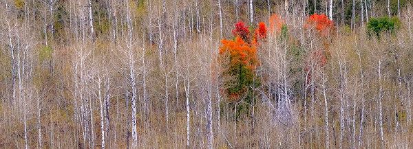 Gulin, Sylvia 아티스트의 USA-Idaho-Highway 36 west of Liberty and hillsides covered with Aspens in autumn with Canyon Maple작품입니다.